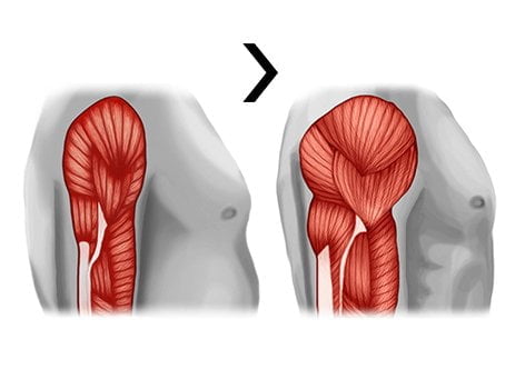 imagen que muestra el desarrollo de la masa muscular
